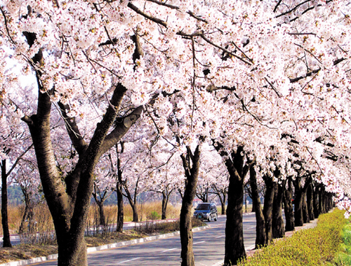 Gyeongpo Cherry Blossom Festival